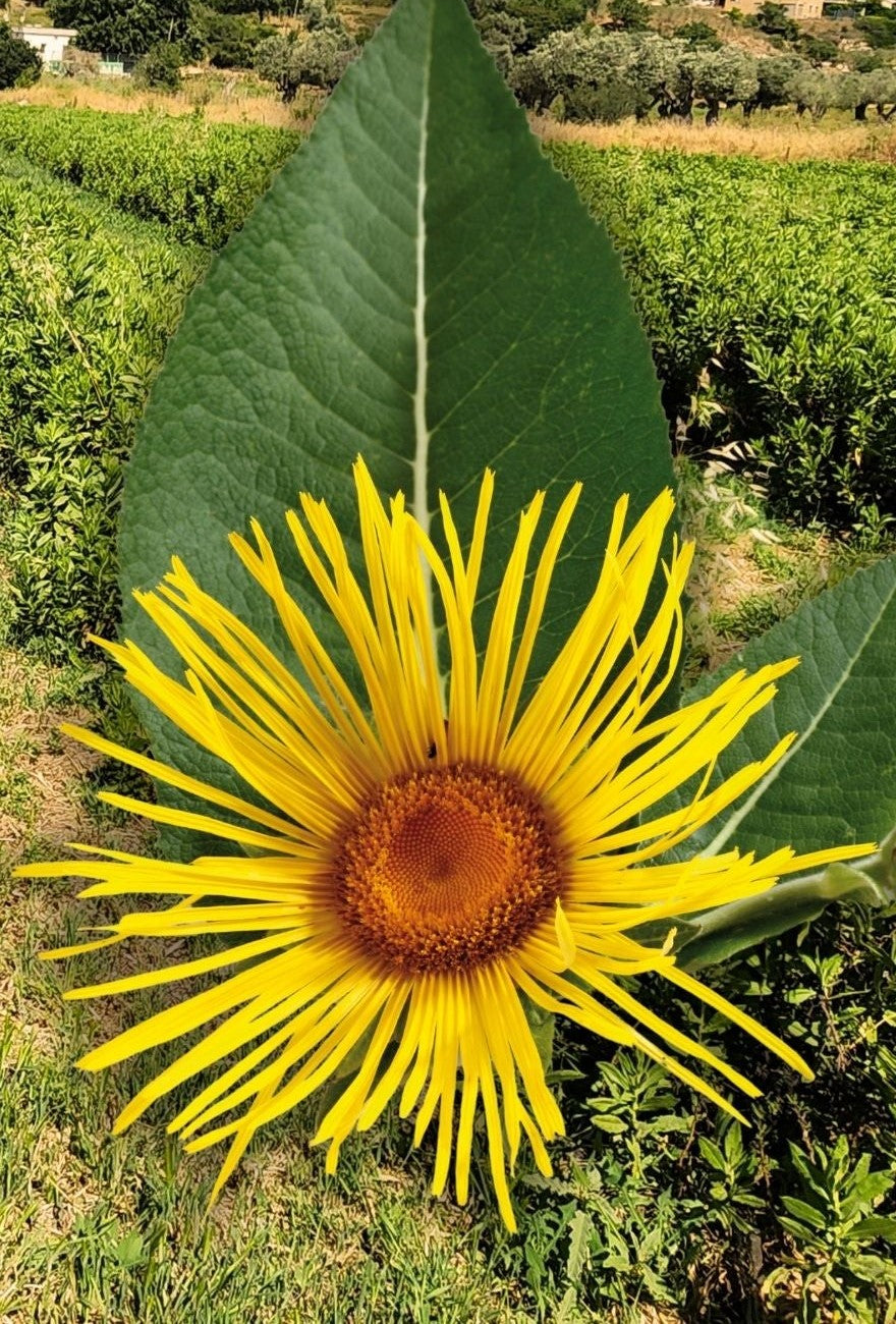 Inula viscosa flower growing in the field